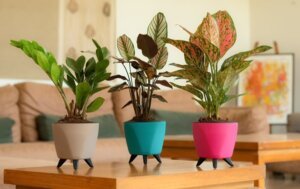 Pots & Planters
